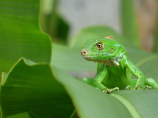 Iguana