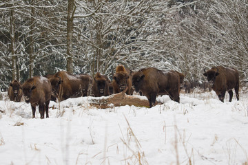 Białowieskie olbrzymy
