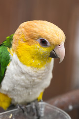 インコ