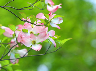 ハナミズキ　ピンクの花
