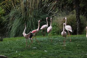 Group of flamingos in the grass