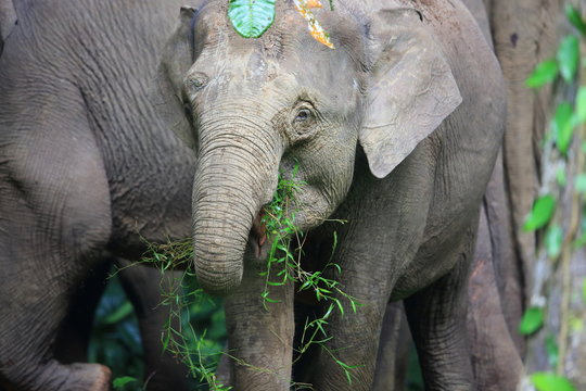 Borneo elephant (Elephas maximus borneensis) in Sabah, Borneo
