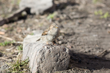 portrait of a sparrow