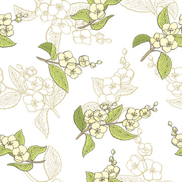 Jasmine flower graphic color seamless pattern sketch illustration vector