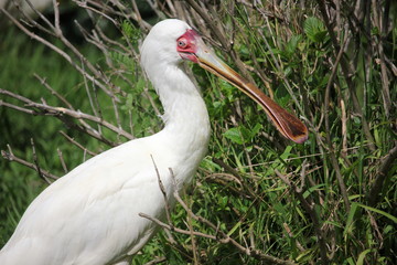 African spoonbill in the tall grass