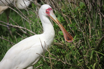 African spoonbill in the tall grass