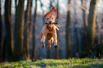 Hungarian pointer hound dog