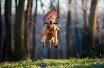 Abwaschbare Fototapete Hund Ungarischer Vorstehhund