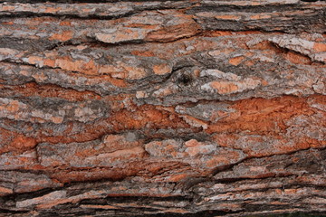 Close up tree bark detail