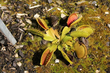 Carnivorous "Venus Flytrap" plant in St. Gallen, Switzerland. Its Latin name is Dionaea Muscipula (Syn Dionaea Crinita), native to Carolina, USA.