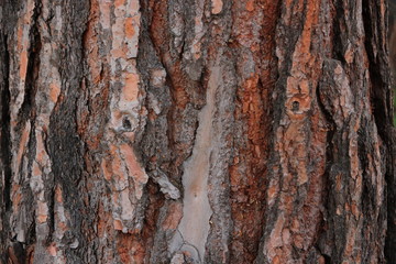 Close up tree bark detail