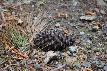 Detailed dark pine cone on the ground