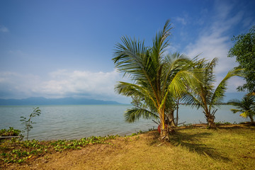 Fototapeta premium coconut tree on the land and sea in clear sky - can use to display or montage on product