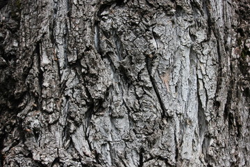 Close up tree bark detail
