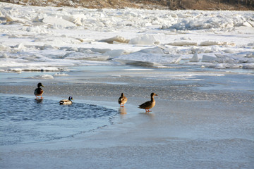 Naklejka premium ducks