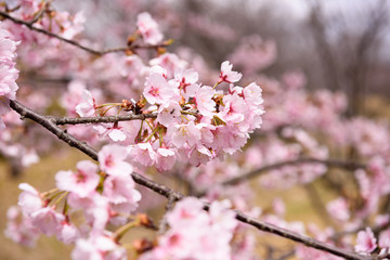 Obraz premium 寒桜