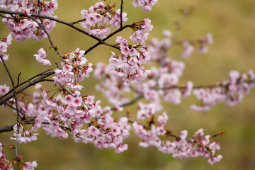 寒桜