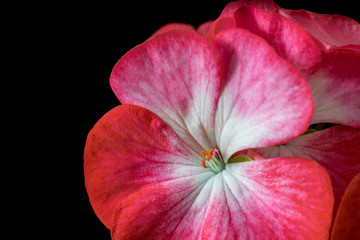 bouquet of red and white geranium flowers on black background closeup