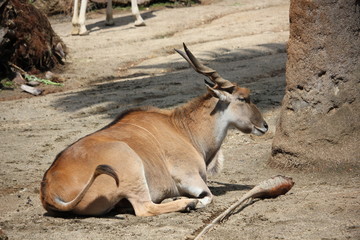 Common Eland laying by a tree