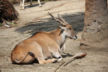 Common Eland laying by a tree