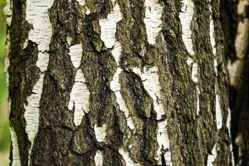 Picture of natural birch bark can be used by decorators and designers as a decorative background...