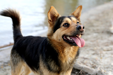 Dog on beach. Water and sand in background.