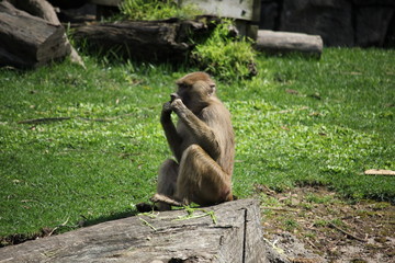 Hamadryas baboon eating