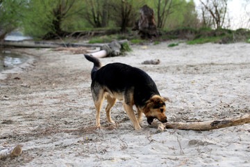 Dog playing on the beach.