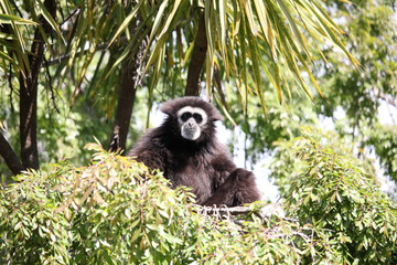 White handed (Lar) Gibbon sitting in a tree