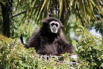White handed (Lar) Gibbon sitting in a tree