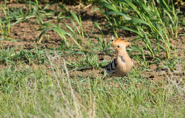 Hoopoe (Upupa epops) in the field, Kalmykia, Russia