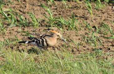 Hoopoe (Upupa epops) in the field, Kalmykia, Russia