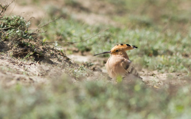 Hoopoe (Upupa epops) in the field, Kalmykia, Russia
