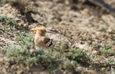Hoopoe (Upupa epops) in the field, Kalmykia, Russia
