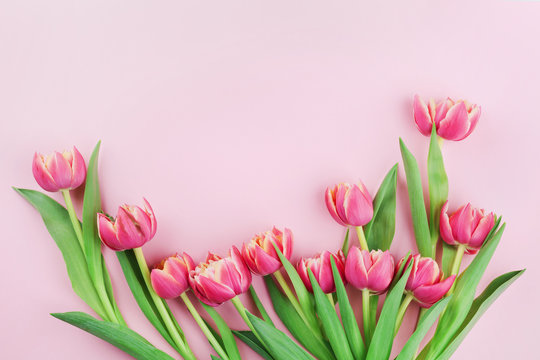Fototapeta Pink tulip flowers on pastel background top view in flat lay style. Greeting card for Woman or Mother Day.