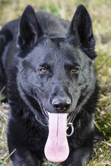 Beautiful Young Black German Shepherd Dog