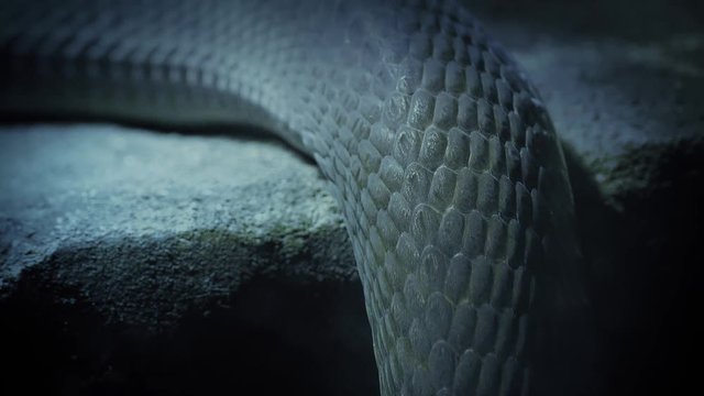 Snakes Moving Over Rock Edge