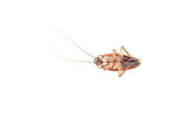 Cockroach isolated in white background. Cockroach die isolated.