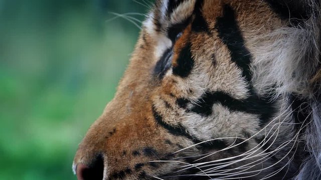 Tiger Comes Into View In The Jungle