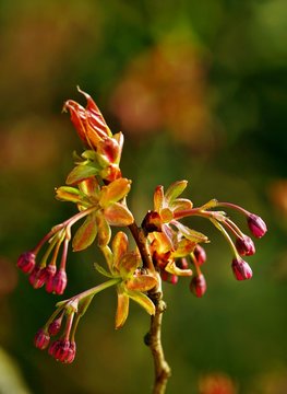 Japankirsche kurz vor der Bl&uuml;te
