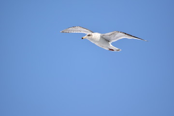 青空を悠々と飛ぶカモメ