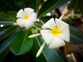 Fototapeta premium White Plumeria Flower with leaves