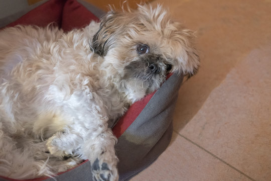 shi tzu laying in his basket looking in camera