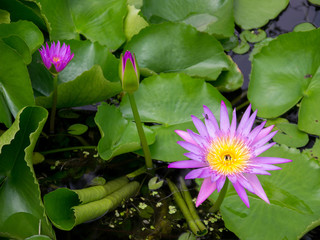 Bloomed Purple Lotus in Pond