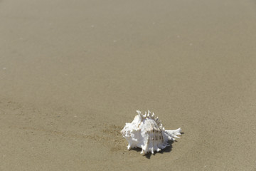 砂浜の貝がら