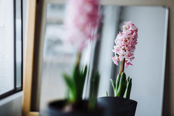 Three beautiful pink hyacinth in a pot with a vintage pattern on the window