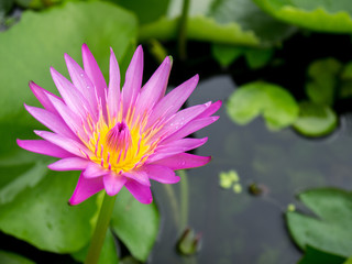 Bloomed Purple Lotus in Pond