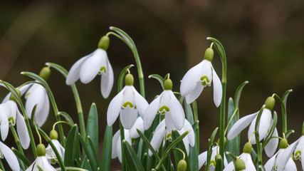 Beautiful white snowdrops on a meadow
