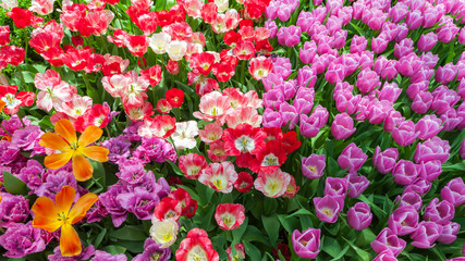 colorful of tulips blossom