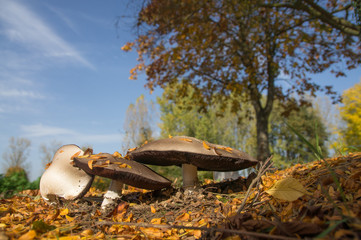 Mushrooms that nature gives us